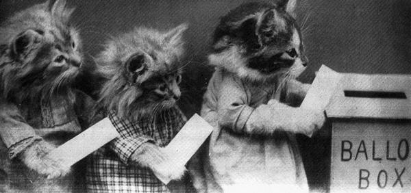 voting kittens
